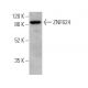 ZNF624 Antibody (F-7) - Western Blotting - Image 371065
