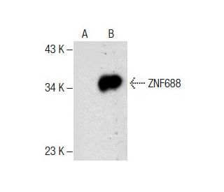 ZNF688 Antibody (B-3) - Western Blotting - Image 287814