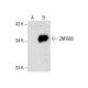 ZNF688 Antibody (B-3) - Western Blotting - Image 287814