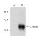 ZNF688 Antibody (F-6) - Western Blotting - Image 389164