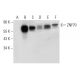 ZNF70 Antibody (F-8) - Western Blotting - Image 309586 