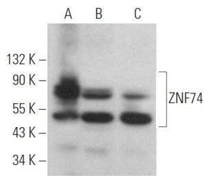ZNF74 Antibody (B-11) - Western Blotting - Image 371868 