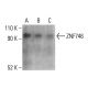 ZNF746 Antibody (C-11) - Western Blotting - Image 401446