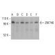ZNF746 Antibody (C-11) - Western Blotting - Image 401447 