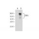 ZNF76 Antibody (A-11) - Western Blotting - Image 154918
