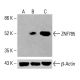 ZNF785 Antibody (C-9) - Western Blotting - Image 415507