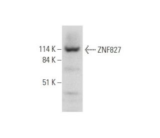 ZNF827 Antibody (F-8) - Western Blotting - Image 333564