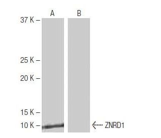 ZNRD1 Antibody (10B7) - Western Blotting - Image 65109