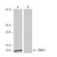 ZNRD1 Antibody (10B7) - Western Blotting - Image 65109