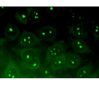 ZNRD1 Antibody (D-10) - Immunofluorescence - Image 296489 