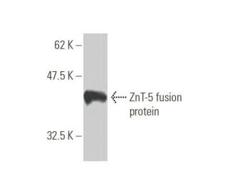 ZnT-5 Antibody (2F10-2B8) - Western Blotting - Image 350272