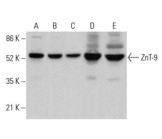 ZnT-9 Antibody (C-3) - Western Blotting - Image 379828 