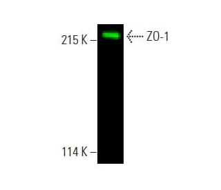 ZO-1 Antibody (R40.76) - Western Blotting - Image 396298Each CRISPR/Cas9 Knockout (KO) Plasmid product consists of a pool of 3 plasmids designed to ensure identification and cleavage of a specific gene for maximum knockout efficiency. Each plasmid encodes a unique 20 nt sequence derived from the GeCKO (v2) library.