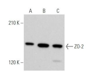ZO-2 Antibody (E-3) - Western Blotting - Image 373398 