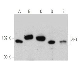 ZP1 Antibody (D-4) - Western Blotting - Image 359439 
