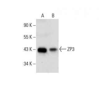 ZP3 Antibody (G-1) - Western Blotting - Image 303914 