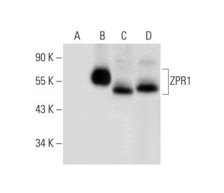 ZPR1 Antibody (B-12) - Western Blotting - Image 304994 