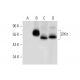 ZPR1 Antibody (B-12) - Western Blotting - Image 304994 