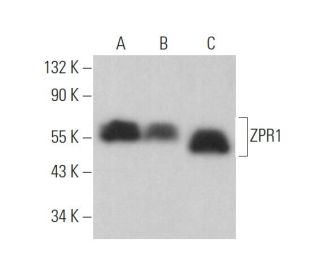 ZPR1 Antibody (D-3) - Western Blotting - Image 372341 