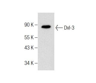 Dvl-3 Antibody (G-10) - Western Blotting - Image 283454 
