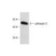 cathepsin D Antibody (D-7) - Western Blotting - Image 283416