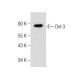 Dvl-3 Antibody (G-10) - Western Blotting - Image 283454 