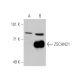 ZSCAN21 Antibody (3418F1a) - Western Blotting - Image 35207 