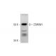 ZSWIM1 Antibody (G-5) - Western Blotting - Image 289537