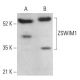 ZSWIM1 Antibody (G-5) - Western Blotting - Image 379587 