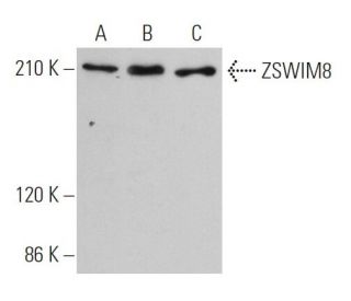 ZSWIM8 Antibody (G-5) - Western Blotting - Image 366674 