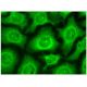 Zuotin-1 Antibody (A-12) - Immunofluorescence - Image 304860 