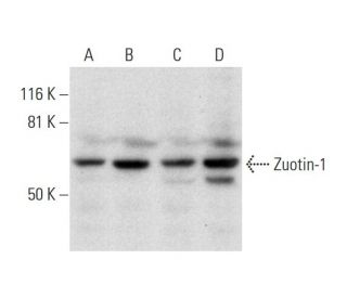 Zuotin-1 Antibody (A-12) - Western Blotting - Image 295797 
