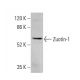 Zuotin-1 Antibody (A-12) - Western Blotting - Image 375573
