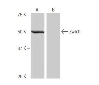 Zwilch Antibody (NB-C38) - Western Blotting - Image 65110