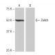 Zwilch Antibody (NB-C38) - Western Blotting - Image 65110