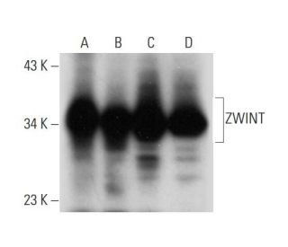 ZWINT Antibody (A-7) - Western Blotting - Image 319300 