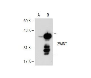 ZWINT Antibody (G-12) - Western Blotting - Image 109086 