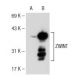 ZWINT Antibody (G-12) - Western Blotting - Image 109086 