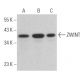 ZWINT Antibody (G-12) - Western Blotting - Image 366803