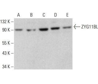 ZYG11BL Antibody (D-4) - Western Blotting - Image 380059 