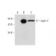 zygin 2 Antibody (B-9) - Western Blotting - Image 324783