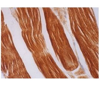 zygin 2 Antibody (F-3) - Immunohistochemistry - Image 293726 