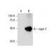 zygin 2 Antibody (F-3) - Western Blotting - Image 286104